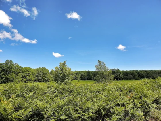 9,195.5 acres of dark skies, a veritable planetarium with open skies in a 360 degree span in all directions for optimal viewing all year round. An Eastern sky view pictured here.